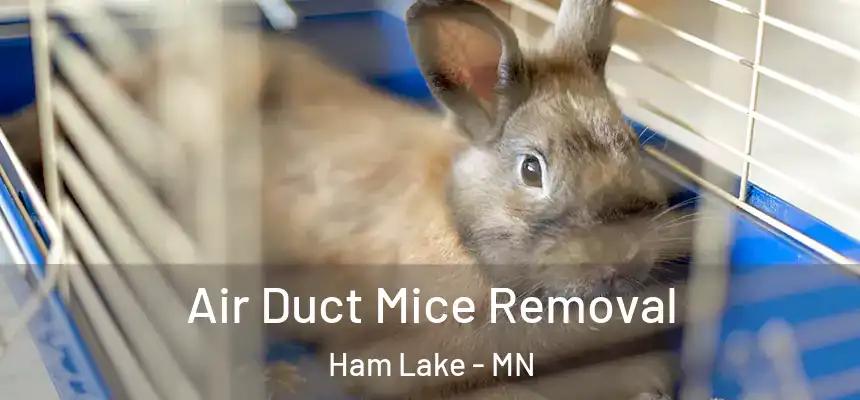  Air Duct Mice Removal Ham Lake - MN